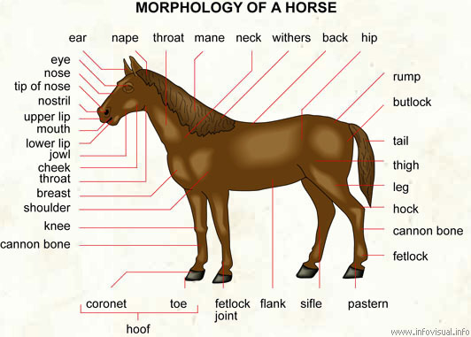 Horse  (Visual Dictionary)